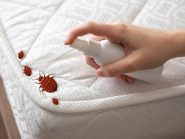 Best Affordable Pest Control Services  in Havre, MT
