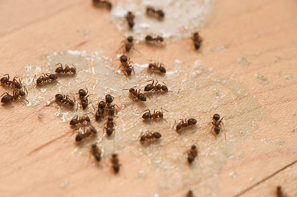 Best Local Pest Control Services  in Havre, MT