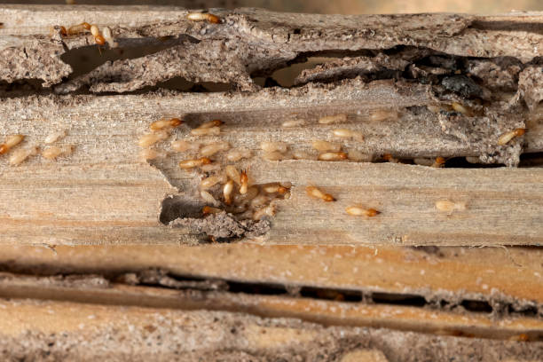 Best Best Pest Control Near Me  in Havre, MT